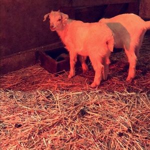 Meet your Posher, Aliyah